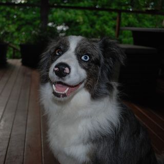 border collie