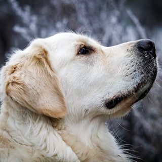 golden retriever