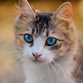 tabby cat